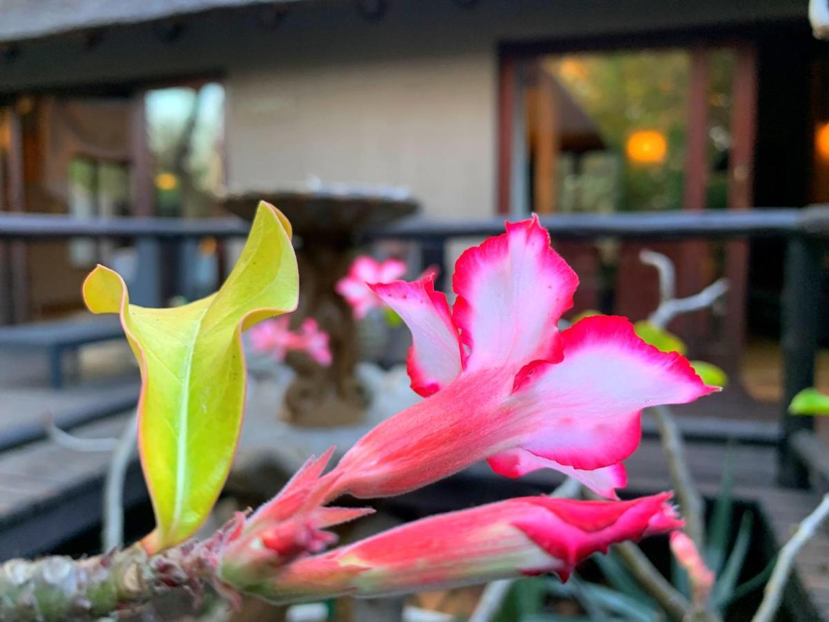 Hoedspruit Raptors Lodge N16 Zewnętrze zdjęcie
